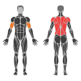 Cable Supinated Face Pull affected muscles
