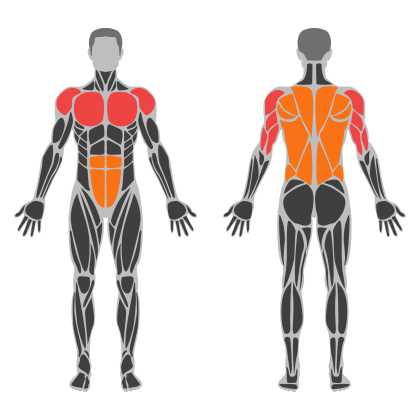 Upper Body / Push affected muscles