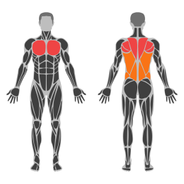 Dip Shrugs affected muscles
