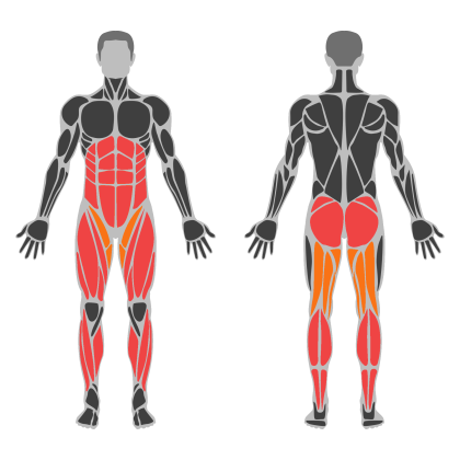 Lower Body Support affected muscles