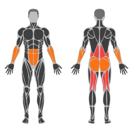 Hang Power Clean affected muscles