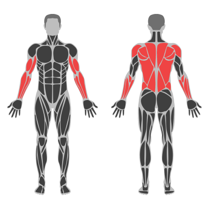 Upper Body / Pull affected muscles