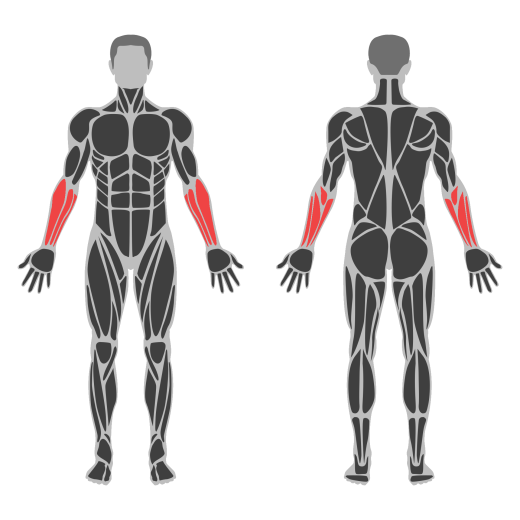 Barbell Standing Wrist Curl affected muscles