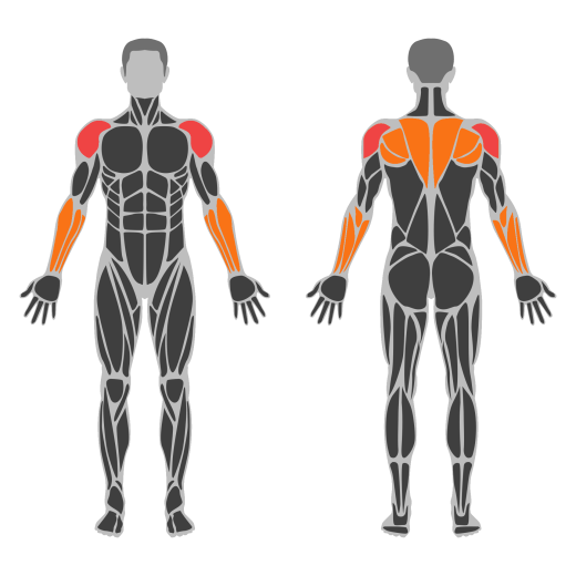 One-Arm Dumbbell Lateral Raise affected muscles