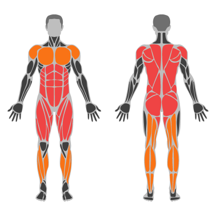 Back and Legs Support affected muscles