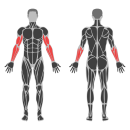 EZ-Bar Biceps Curl affected muscles