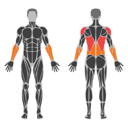 One-Arm Cable Half-Kneeling Lat Pulldown affected muscles