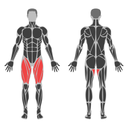 Cable Hip Adduction affected muscles