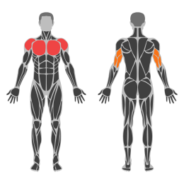 Cable Kneeling High To Low Fly affected muscles