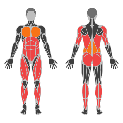 Back and Legs Support affected muscles