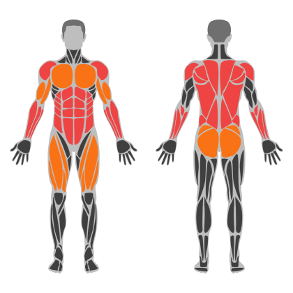 Upper Body and Core affected muscles