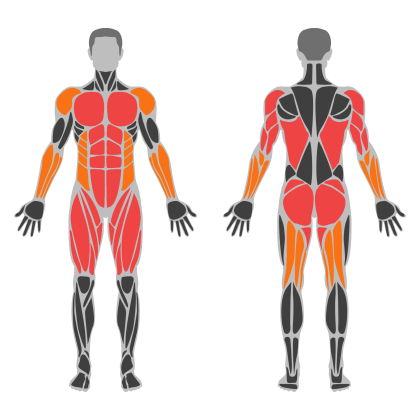 Full Body Circuit affected muscles