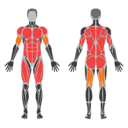 Full Body A affected muscles