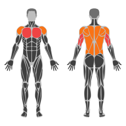 Cobra Push-Up affected muscles
