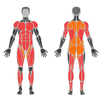 Full Body Power affected muscles