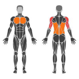 Muscle-up affected muscles
