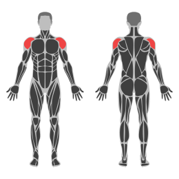 Cable Lateral Raise affected muscles