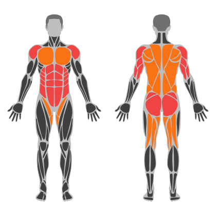Core and Back affected muscles