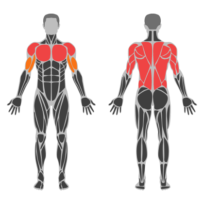 Upper Strength affected muscles