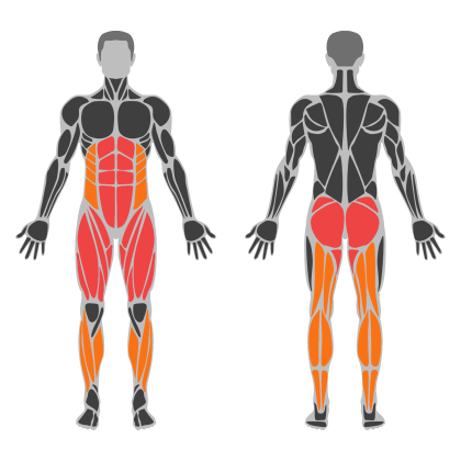 Lower Body Support affected muscles