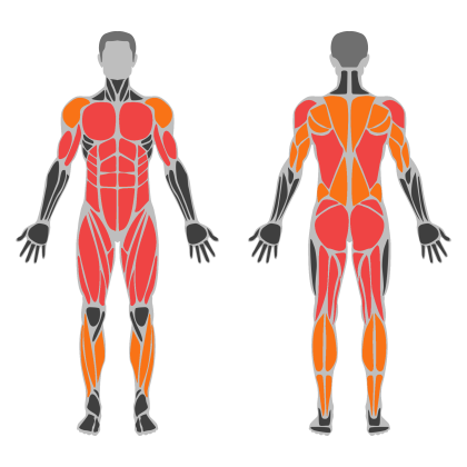 Full Body Circuit affected muscles