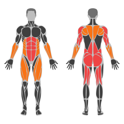 Lower Body Strength affected muscles
