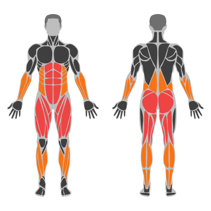 Lower Body Support affected muscles