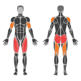 Elliptical Trainer affected muscles