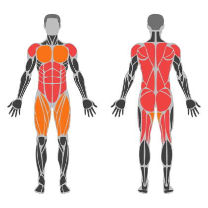 Full Body B affected muscles