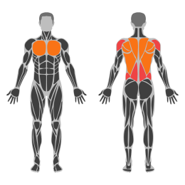 World’s Greatest Stretch affected muscles