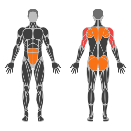 Bird Dog Plank affected muscles