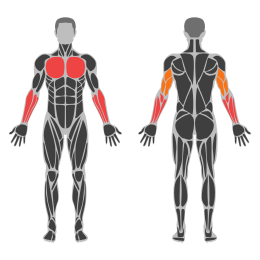 Barbell Floor Press affected muscles