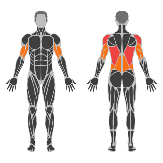 Pull-Up affected muscles