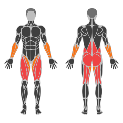 Legs and Glute Volume affected muscles