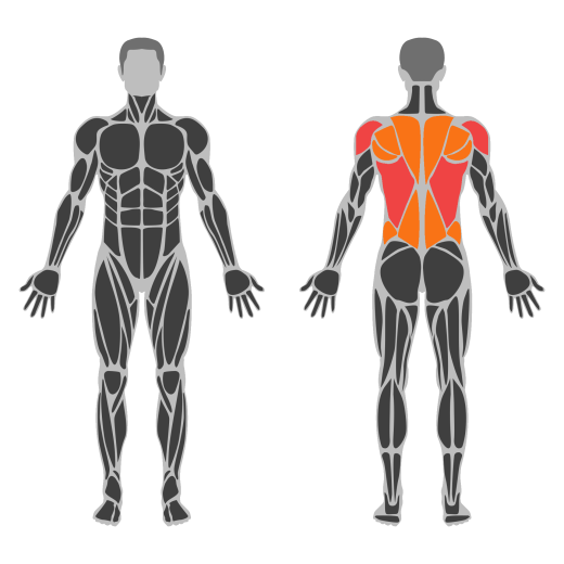 Double Dumbbell Bent Over Row affected muscles