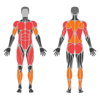Full Body Power affected muscles