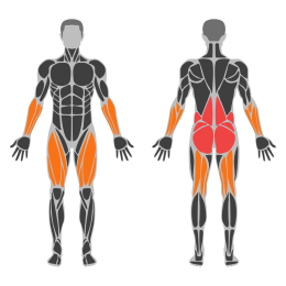Romanian Deadlift affected muscles