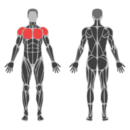 Pec Deck Chest Fly affected muscles
