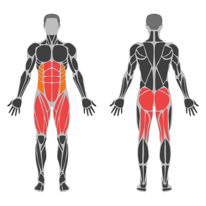 Lower Body Support affected muscles
