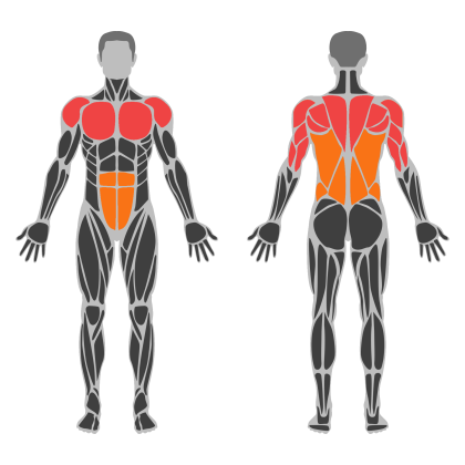 Upper Accessory affected muscles