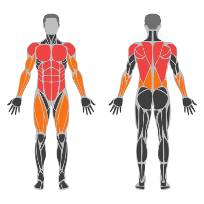 Upper Body and Core affected muscles