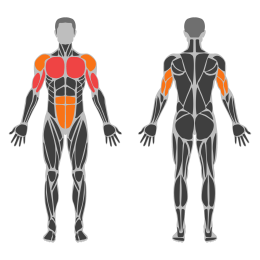 Lean Planche affected muscles