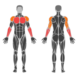 Reverse Wrist Push-Up affected muscles