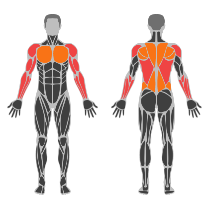 Upper Body / Pull affected muscles