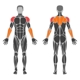 One-Arm Dumbbell Lateral Raise affected muscles