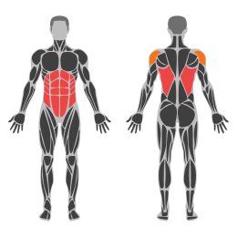 Band Half Kneeling Chop affected muscles