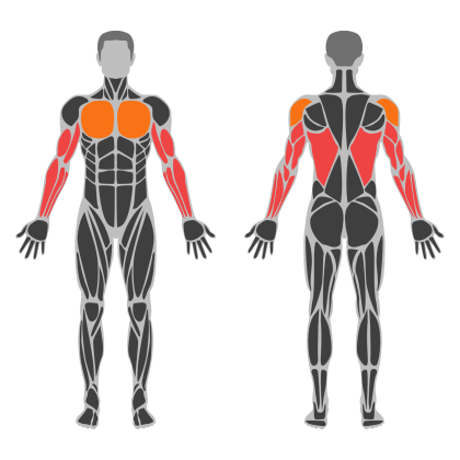 Arm Volume affected muscles