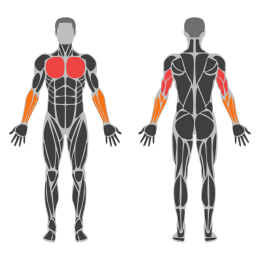 Low Cable Incline Bench Press affected muscles