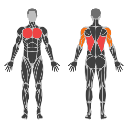 Barbell Pullover affected muscles