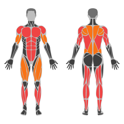 Full Body Circuit affected muscles